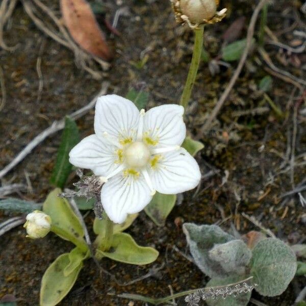 Parnassia palustris Flower