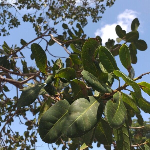 Anacardium occidentale Leaf