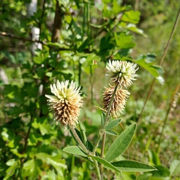 Trifolium montanum പുഷ്പം