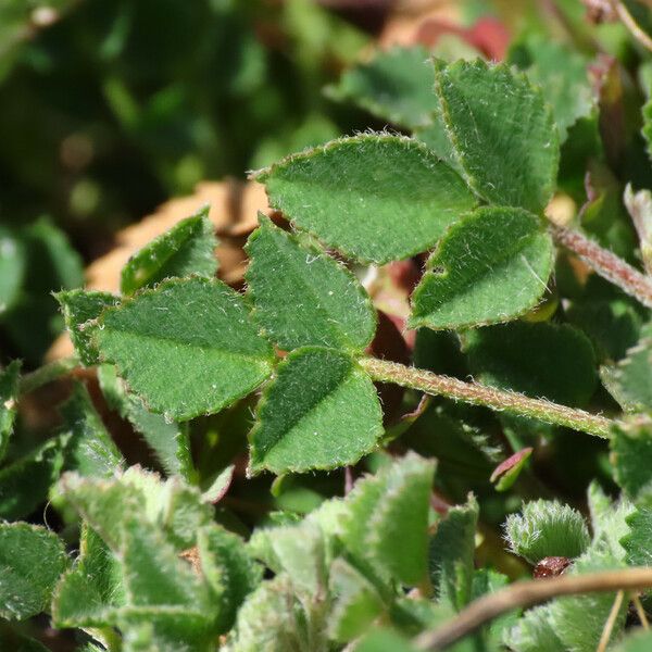 Medicago monspeliaca Blad