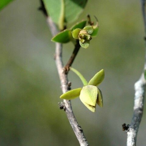 Meiogyne dumetosa Flower