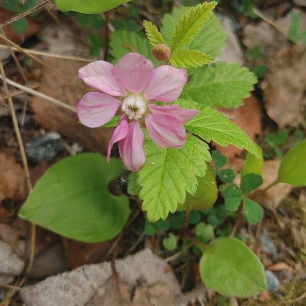 Rubus arcticus Flower