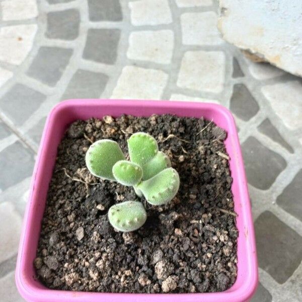 Cotyledon tomentosa Levél