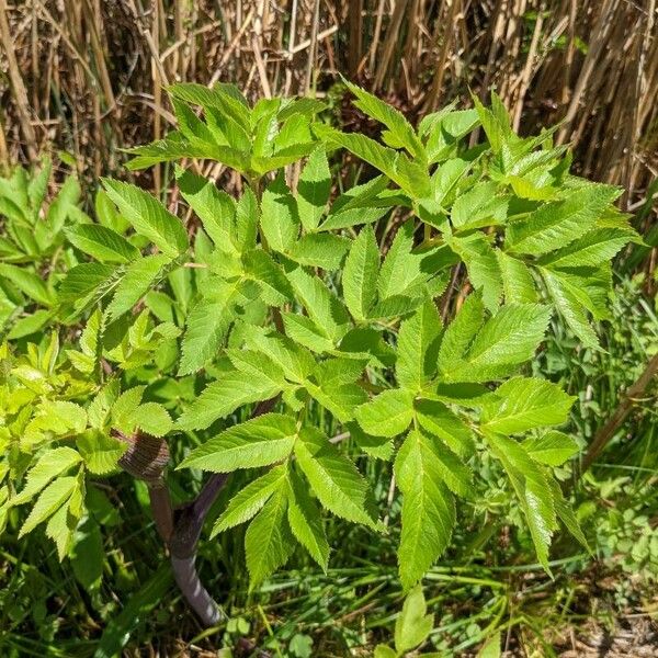 Angelica atropurpurea Листок