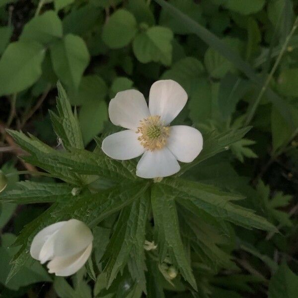 Anemone canadensis Žiedas