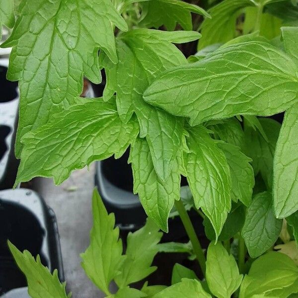 Valeriana officinalis Folio