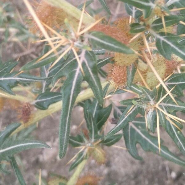 Xanthium spinosum Leaf