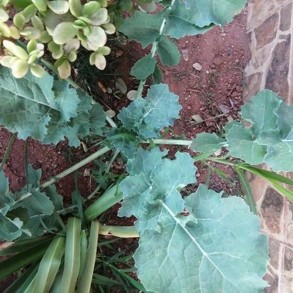 Brassica oleracea Foglia