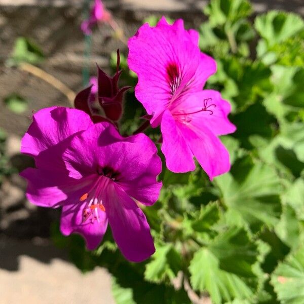 Pelargonium grandiflorum Цветок