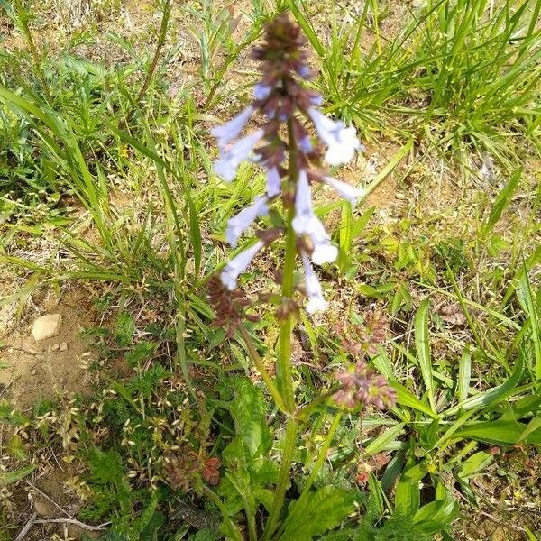 Salvia lyrata Blomst