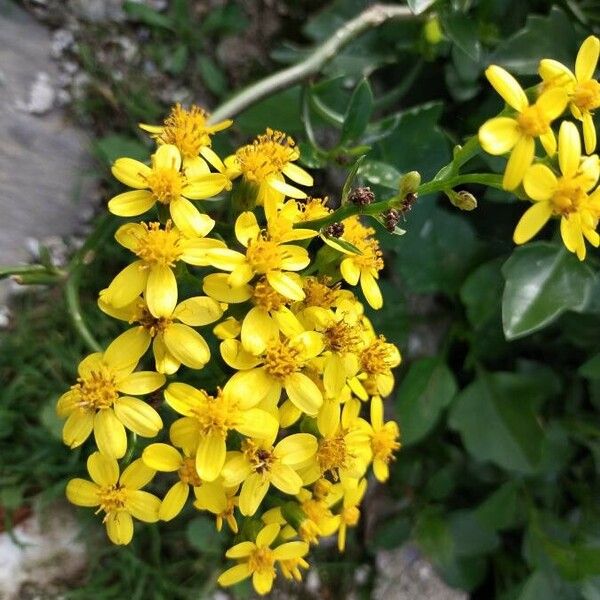 Senecio angulatus Kukka