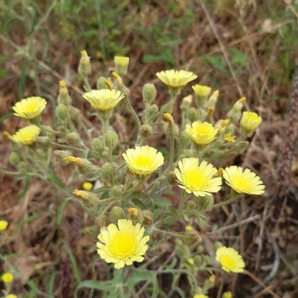 Andryala integrifolia Λουλούδι