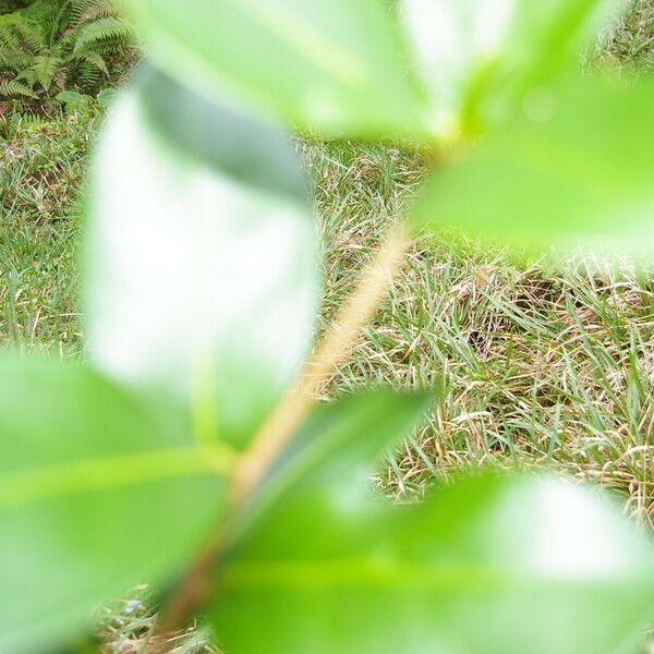Schultesianthus leucanthus Ліст