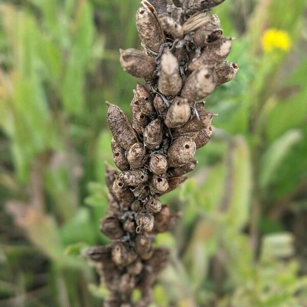 Astragalus canadensis Fruit