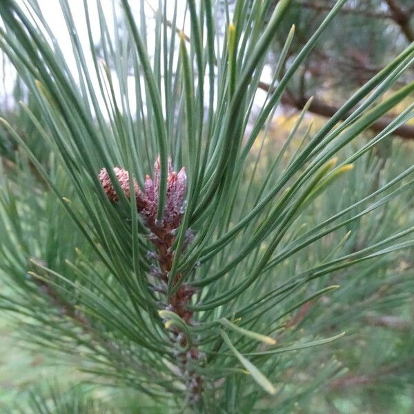 Pinus densiflora Fruchs