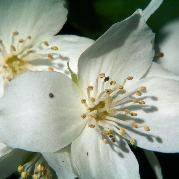 Philadelphus lewisii Blomma