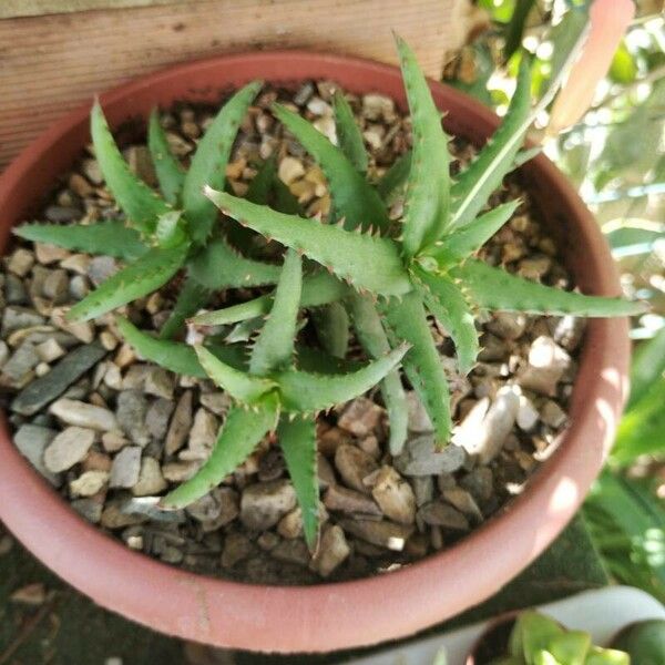 Aloe castilloniae Leaf