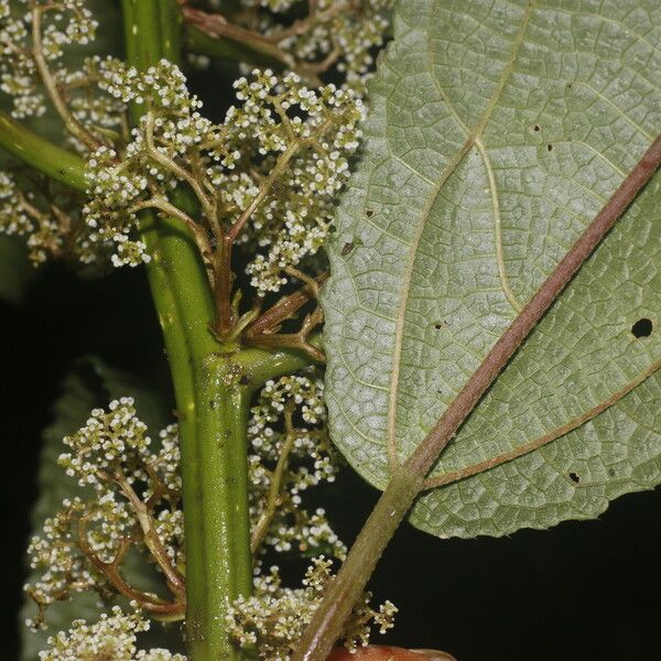 Urera simplex Leaf