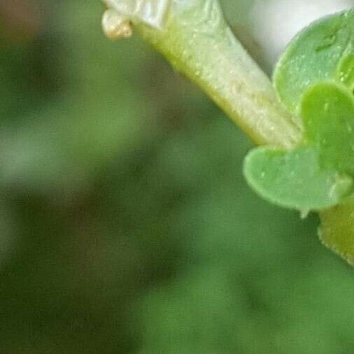 Theligonum cynocrambe Çiçek