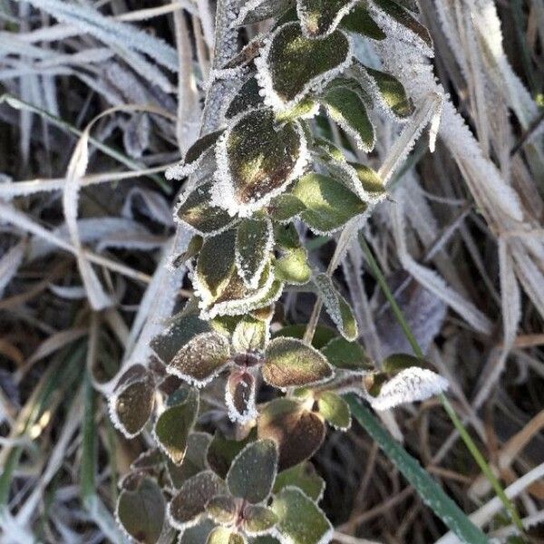 Origanum vulgare Folio