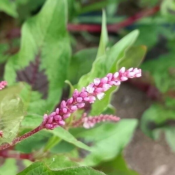 Polygonum persicaria Flower