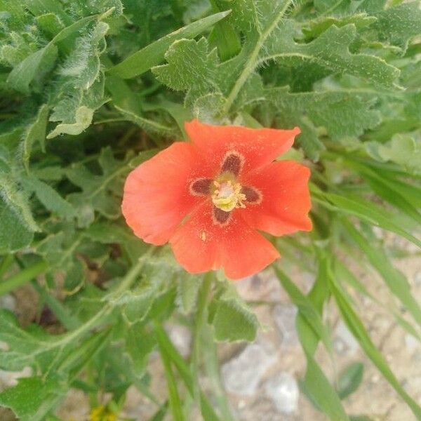 Glaucium corniculatum Blüte