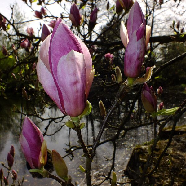 Magnolia × soulangeana Fleur