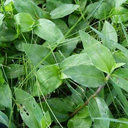 Commelina benghalensis Φύλλο