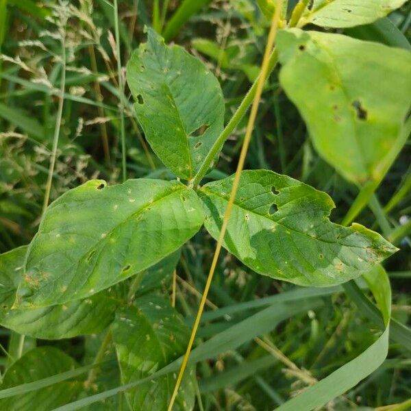 Lysimachia vulgaris Blad