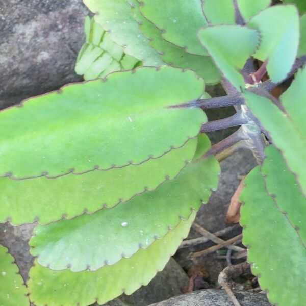 Kalanchoe pinnata पत्ता