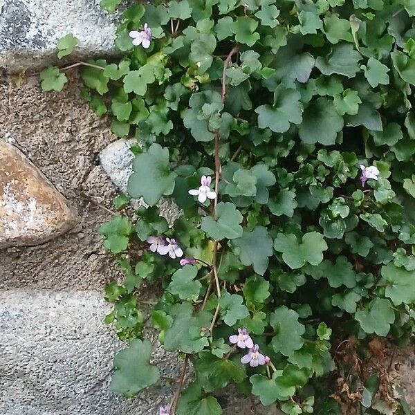 Cymbalaria muralis Характер