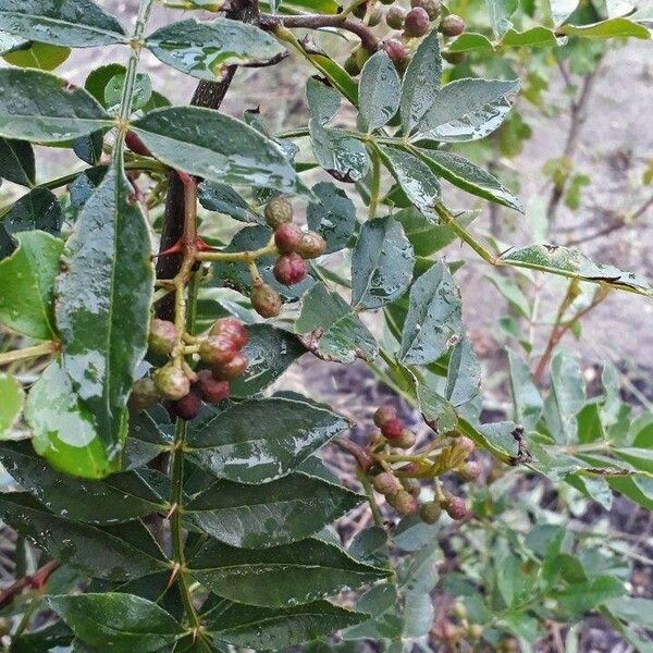 Zanthoxylum americanum Leaf