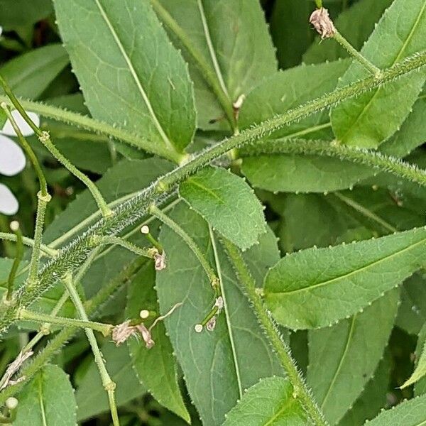 Hesperis matronalis Φύλλο