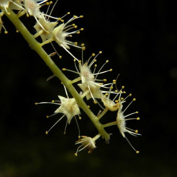 Terminalia bentzoe Lorea