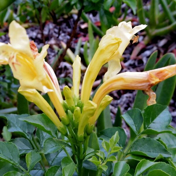 Tecomaria capensis Flower