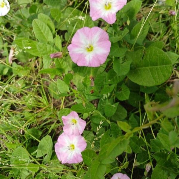 Convolvulus arvensis Habitus