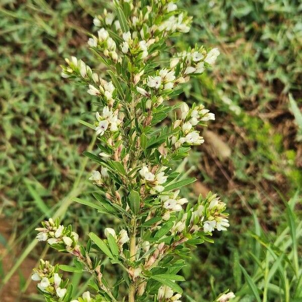 Lespedeza cuneata Blomst