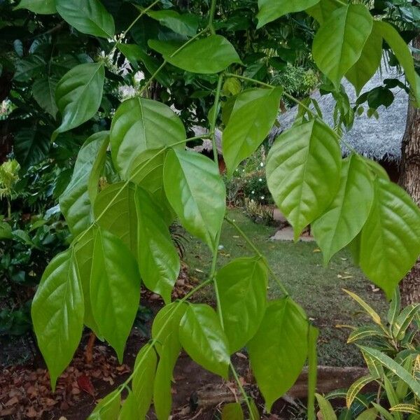 Pongamia pinnata Leaf