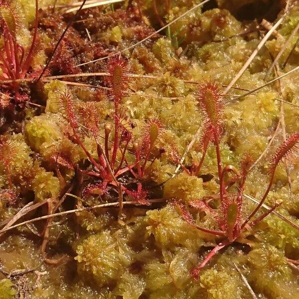 Drosera anglica Yeri