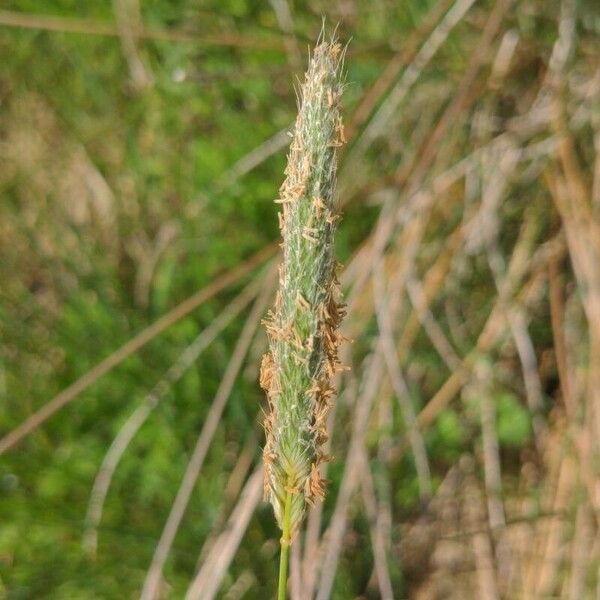 Alopecurus geniculatus Floare