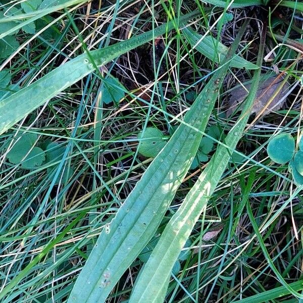 Plantago lanceolata Leaf