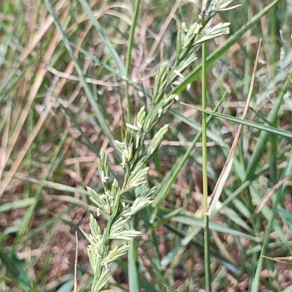 Lolium perenne Flower