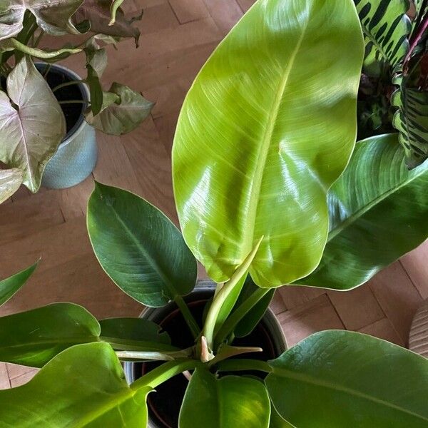 Philodendron martianum Fulla