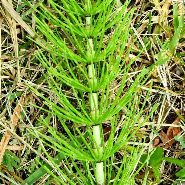 Equisetum arvense Blad