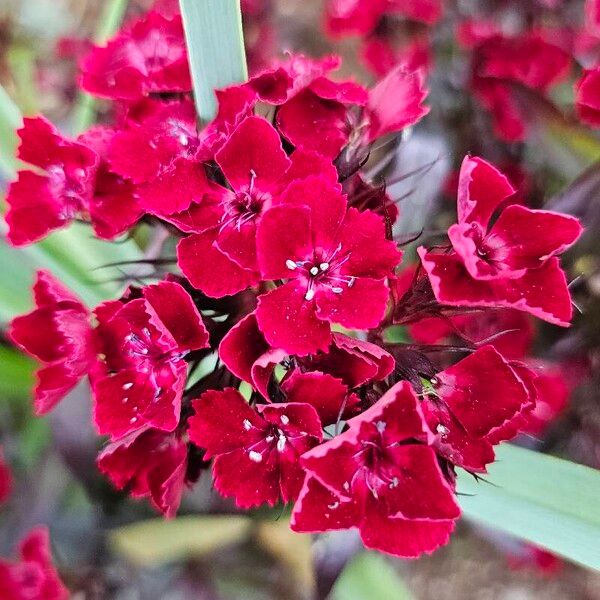 Dianthus barbatus Flower