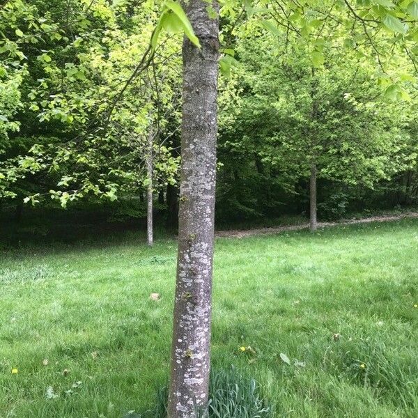 Tilia platyphyllos Bark