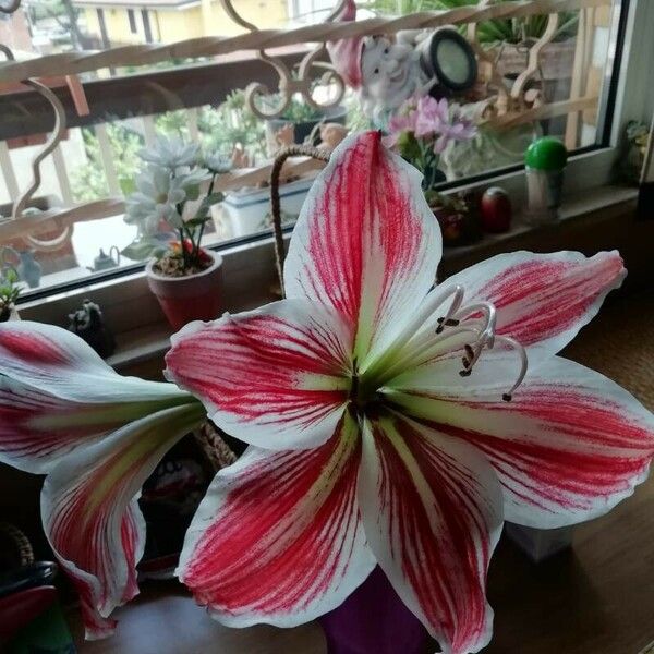 Hippeastrum correiense Flor