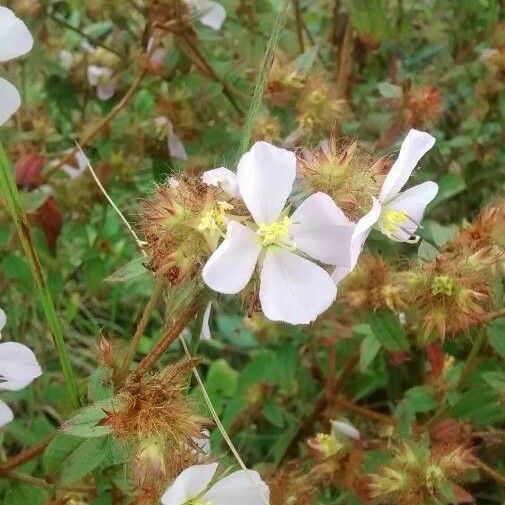 Pterolepis glomerata Flower