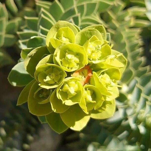 Euphorbia myrsinites Žiedas