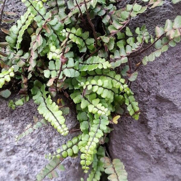 Asplenium trichomanes অভ্যাস